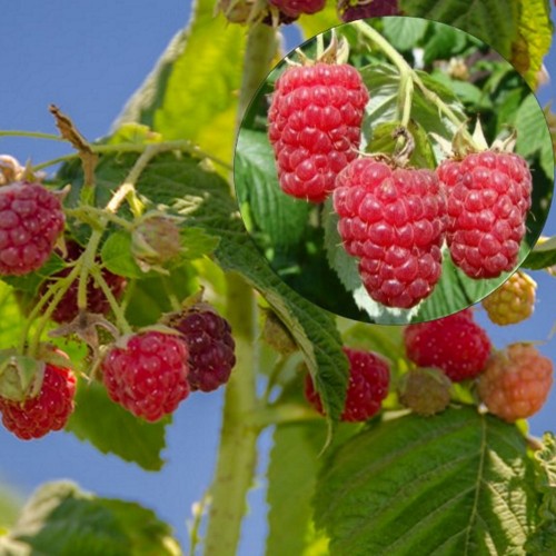 Rubus idaeus 'Autumn Bliss' - Harilik vaarikas 'Autumn Bliss'